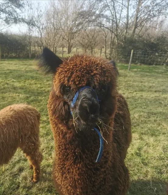 Alpacaervaringen Hoeve Larenburg