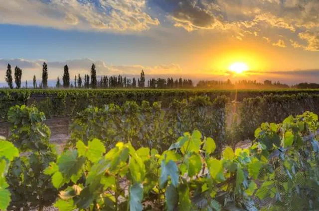 Sunset Meadow Vineyards