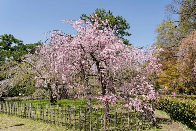 近衛邸跡の枝垂れ桜