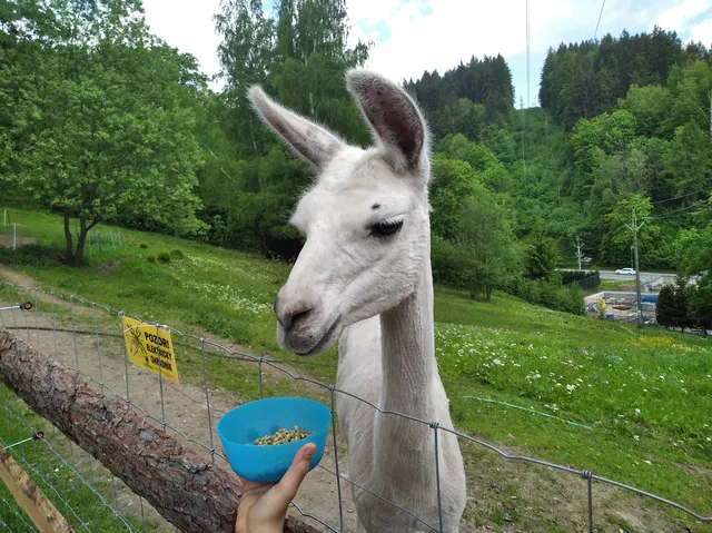 Rodinná farma Vlček // Lamatreking & cameltreking Krkonoše