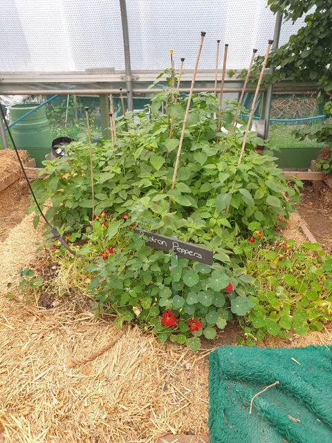 Arkwright Meadows Community Gardens