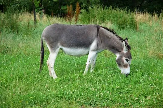 The Grey Mule Saloon