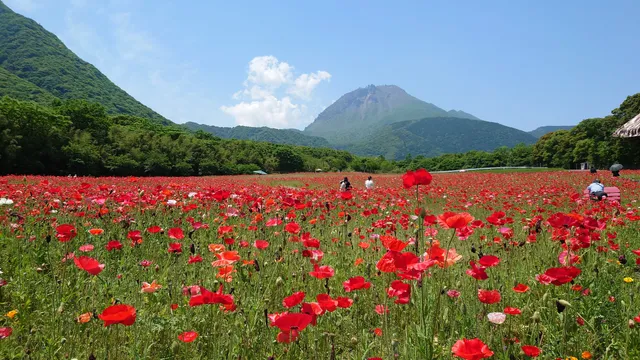 Shimabara Hibaruyama Flower Park