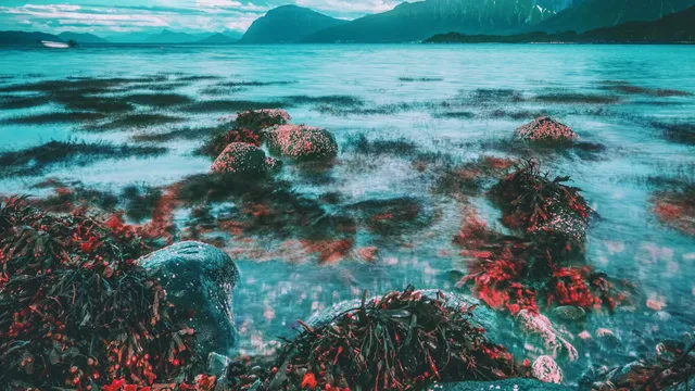 Coral Reef Insurance, L.L.C.