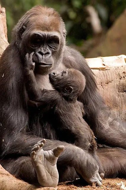 African Rainforest Pavilion