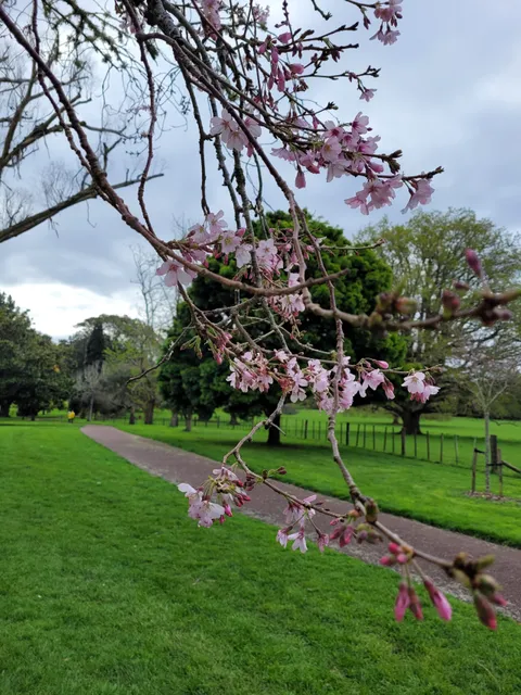 Cornwall Park Cherry blossom