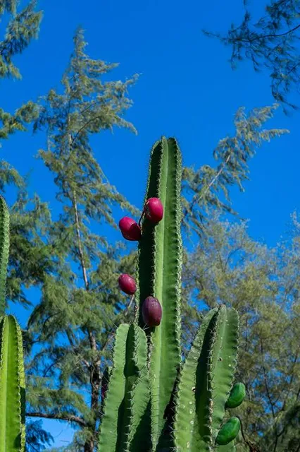 Ornamental farm-registered Botanical Garden