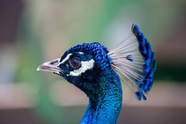 Canton Esch-sur-Alzette