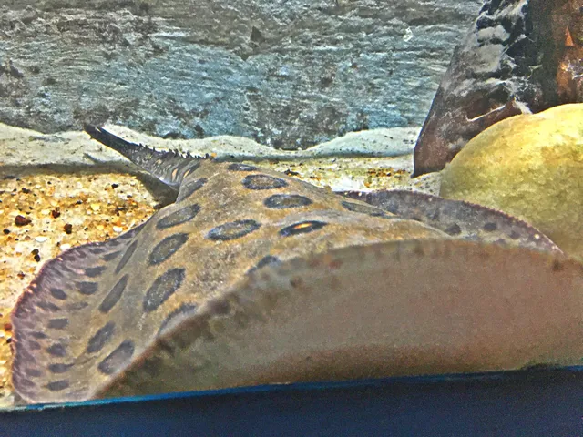 Aquário Jacques Huber