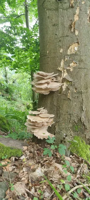 photo-2