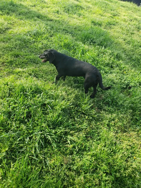 Petsafe Downtown Dog Park