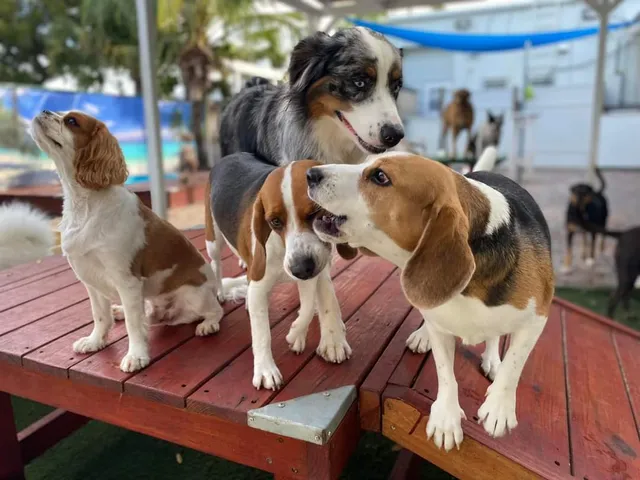 Wilton's Manor Doggie Daycare, Resort & Spa