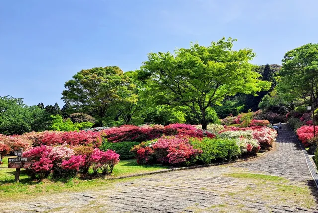 Kurume Forest Tsutsuji Park