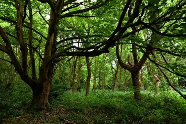 Scadbury Park Nature Reserve