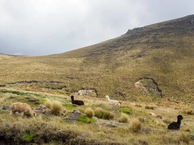 Reserva de Produccion Faunistica Chimborazo