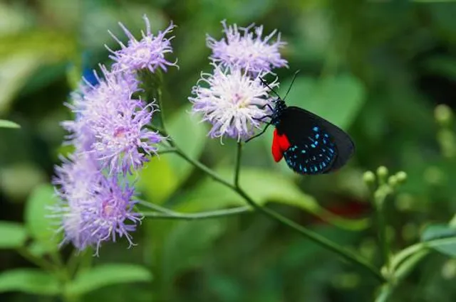 Butterfly Rainforest at the Florida Museum of Natural History