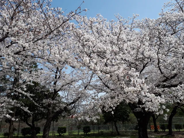 Asamiya Park