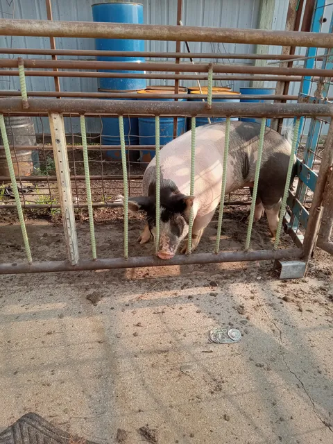 Edsons's Meat Processing