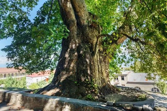 Giant Plane Tree
