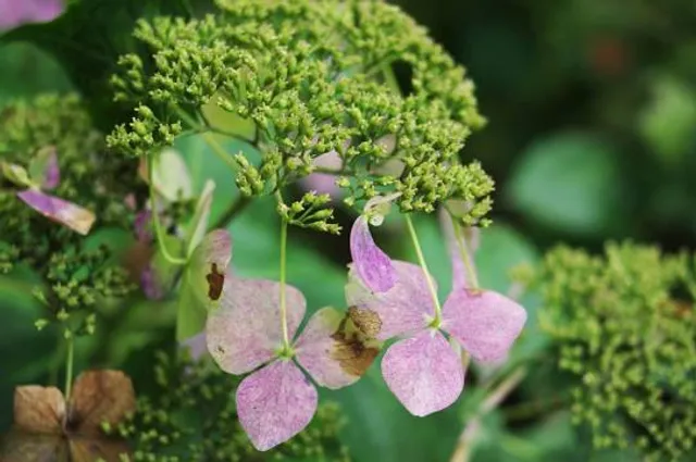 Nooroo Garden Mount Wilson
