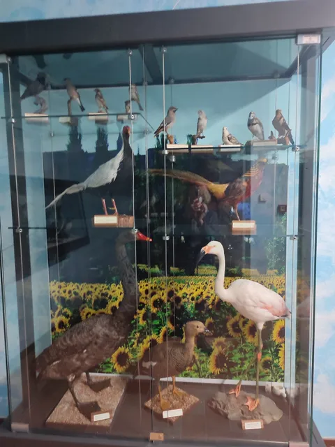 Museo Ornitologico Naturalistico "Silvio Bambini"