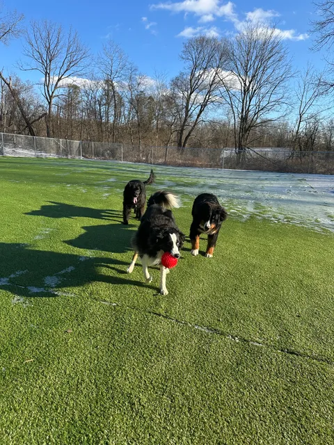 Waggin’ Tails Doggy Daycare LLC