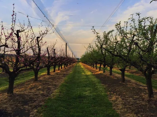 Glenbernie Orchard
