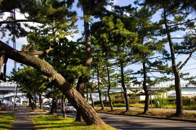 Goyu Pine Tree Colonnade