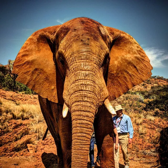 Elephant Sanctuary Hartbeespoort