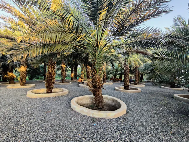 Kebun Kurma Madinah ( belakang mall al noor )