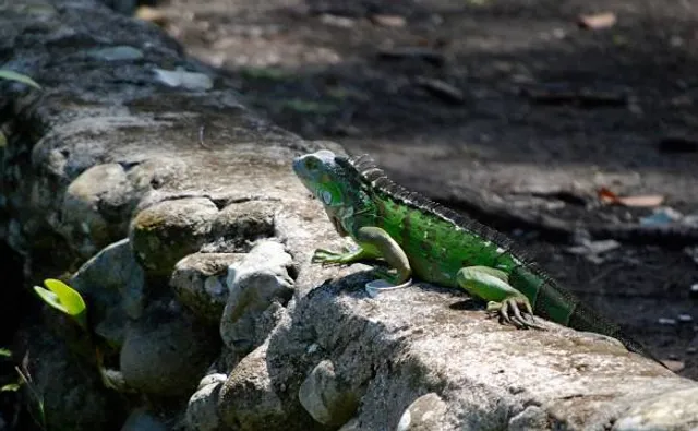 Cruzeiro de Alto Liberdade