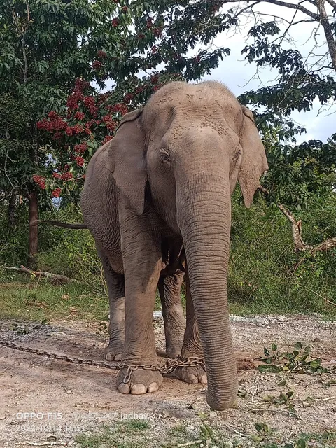 Rajiv Gandhi National Park