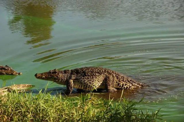 Crocodile Encounter