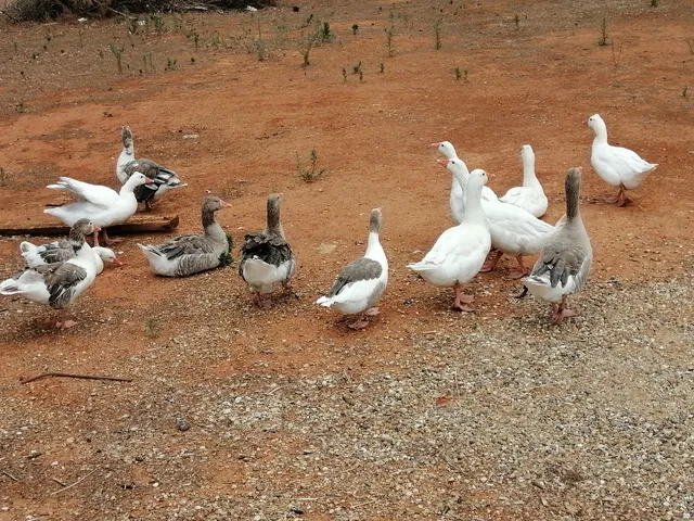 photo-2