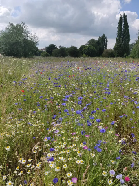 Mousefield Nature Reserve