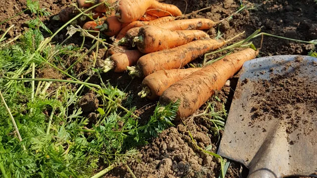 Dein Beet - Schrebergarten Stuttgart