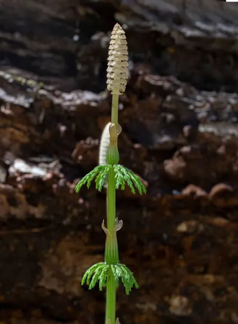 Gahagan Nature Preserve