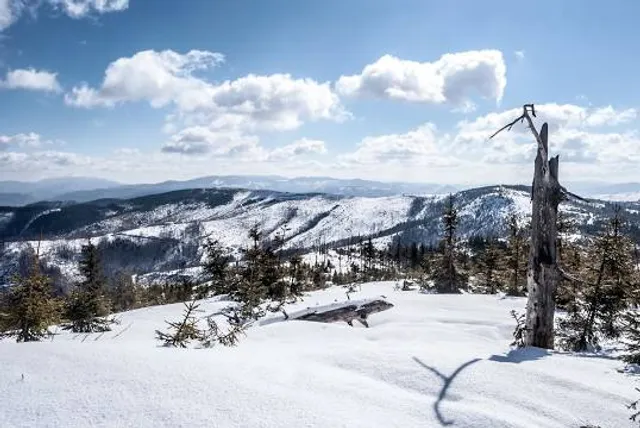 Magurka Radziechowska