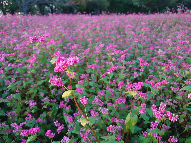 Chiba Prefectural Hokusō Hanano-oka Park