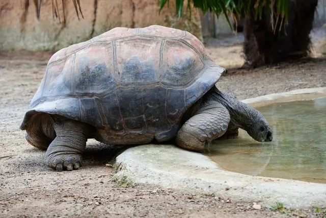 Faunistic Park Le Cornelle