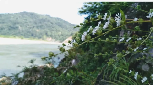 Trópico de Cochabamba