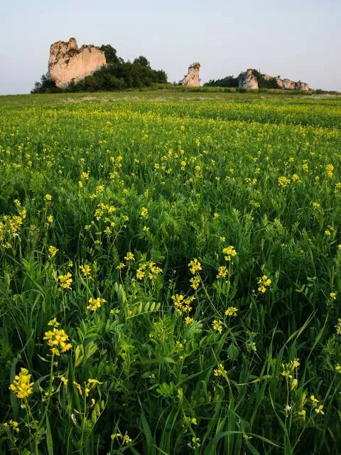 Kraków Valleys Landscape Park
