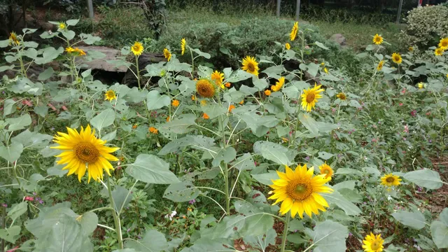 Hunan Forestry Botanical Garden
