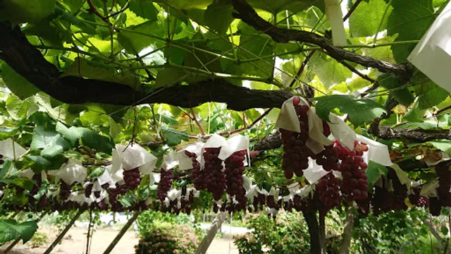 Iijimakankono Orchards