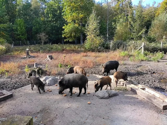 Wildschweingehege