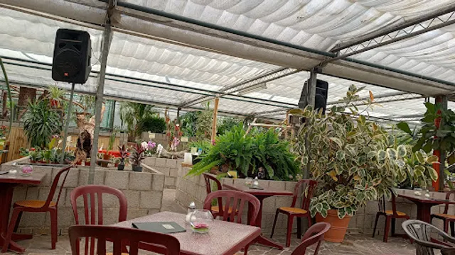 Orchids Netzer & Café Orchidee