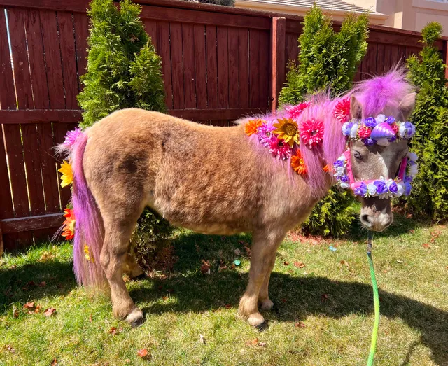 My Enchanted Unicorns