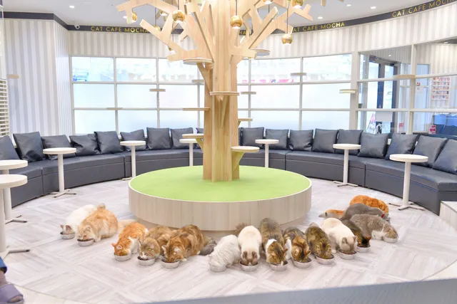 Cat Cafe MOCHA ARCHE Omiya