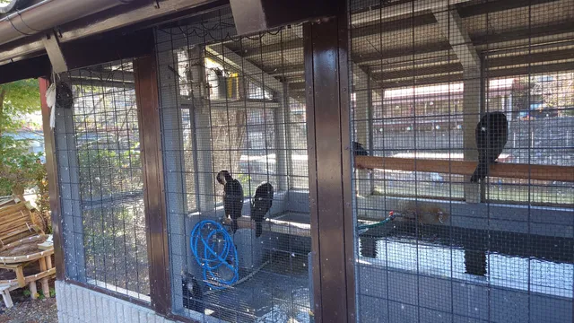 Uji River Cormorant Fishing