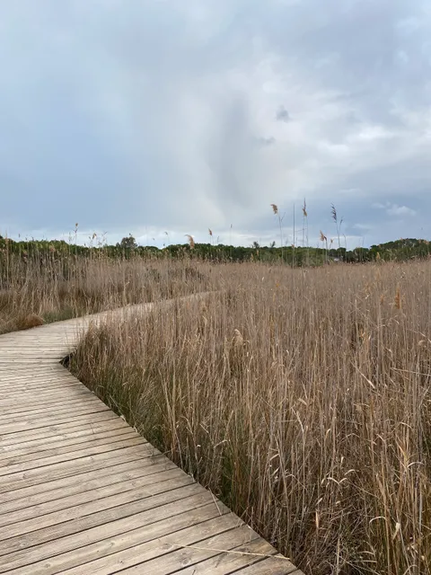 La Devesa del Saler (norte)